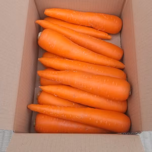 ひばりも育てたニンジン畑のニンジン 