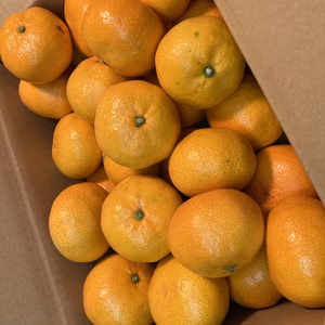 即発送！「大玉みかん」　訳あり2Lサイズ！！　5ｋｇ　