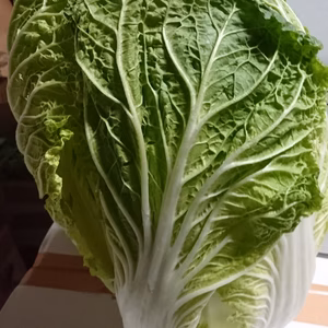 東松島市産 白菜