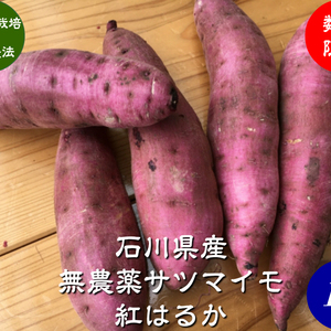 無農薬 サツマイモ 紅はるか 訳あり 1kg、5kg