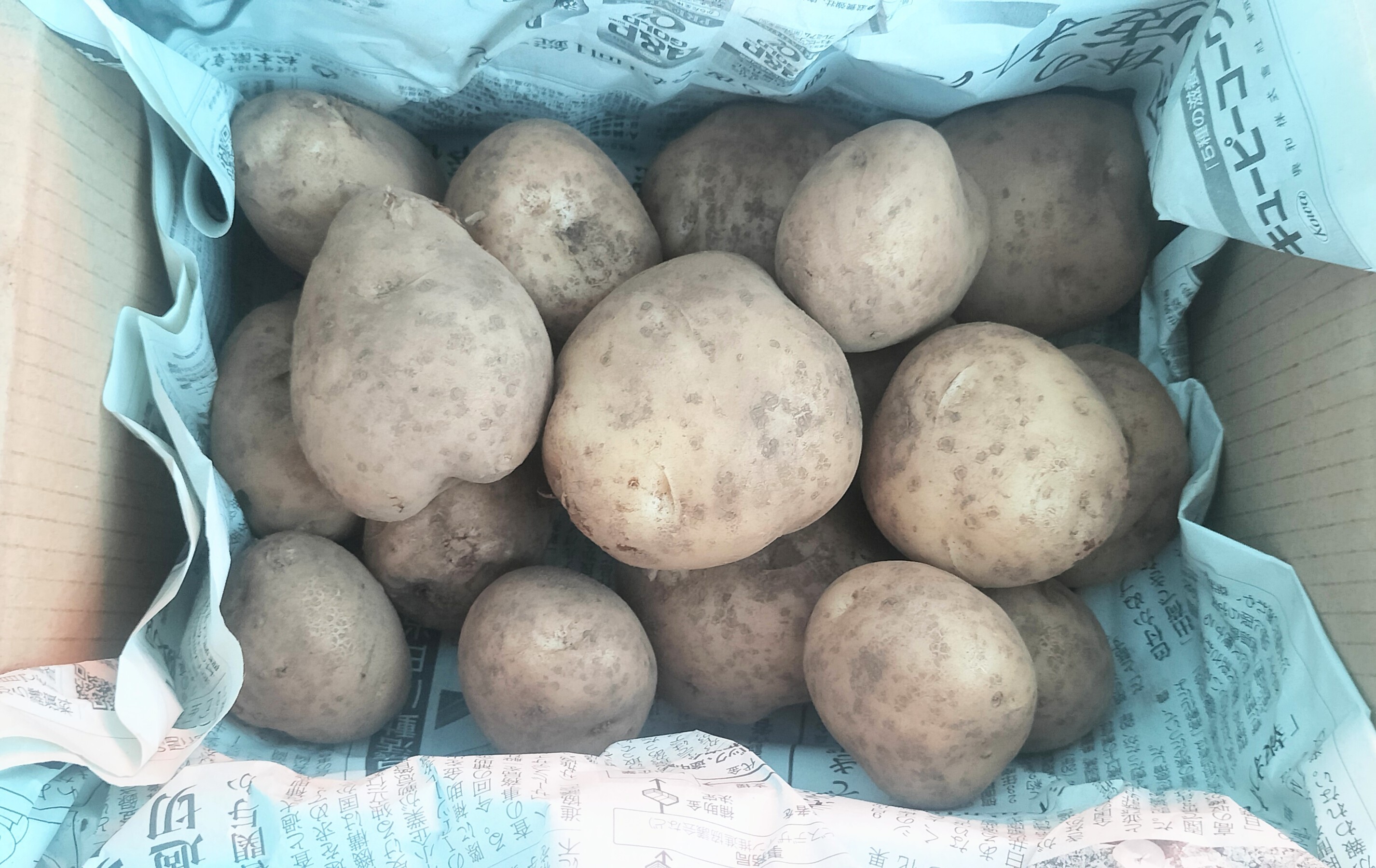 農薬化学肥料なし】【訳あり】男爵 新じゃが 箱込み5kg
