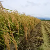 米・穀類カテゴリー