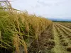 【令和4年産】　毎日おいしく無肥料特別栽培コシヒカリ玄米