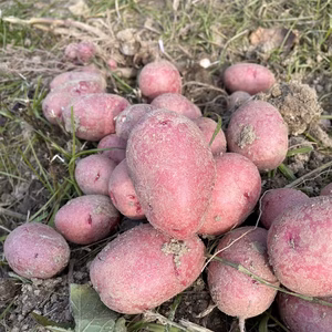 【自然栽培】レッドムーン（赤じゃがいも）（肥料・農薬不使用）馬鈴薯