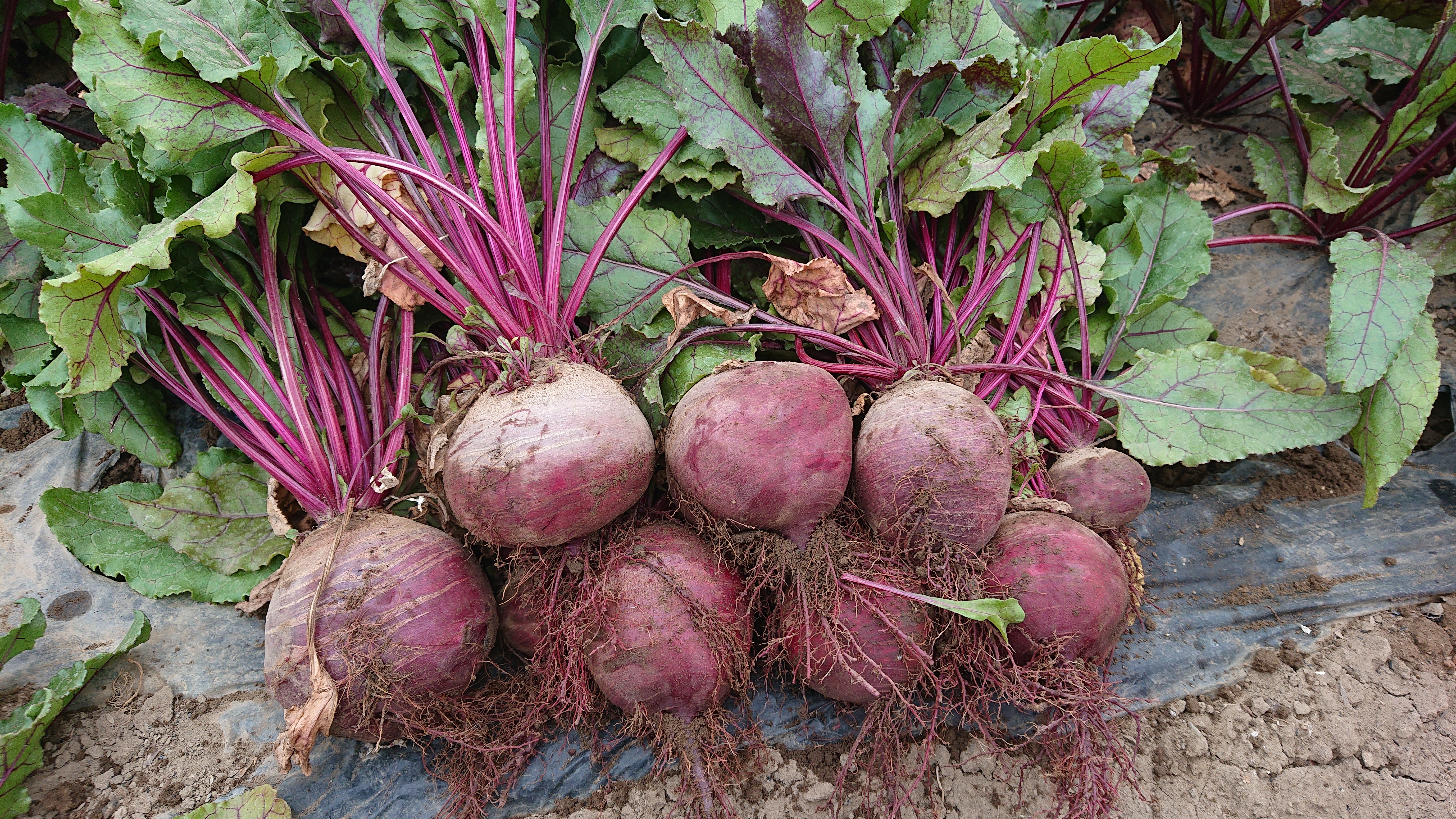 信州産 有機栽培 ビーツ 【化学肥料・農薬・除草剤不使用】｜野菜の