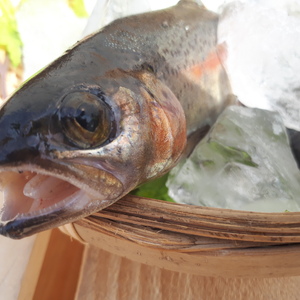 虹が虹が♪虹色味、天然ニジマス(冷凍)