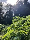 【農薬・化学肥料不使用栽培】　乾燥唐辛子・たかのつめ　９０本（約７５ｇ）