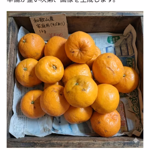 感謝セール】越冬吉田高しょうポンカン！有田の訳ありみかん！中身は一級品