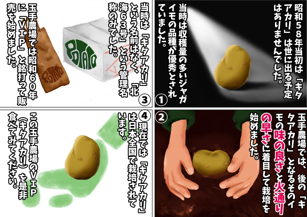 【北海道】訳があっても美味しいジャガイモ「キタアカリ」 