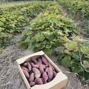 現地受け取り【訳あり】庄内砂丘産　紅はるか✨✨✨