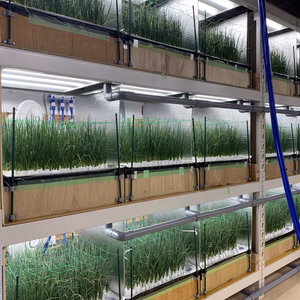 快適に育った九条の細ねぎ（業者向け）