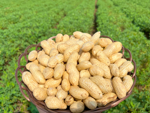 厳しい猛暑、雨不足...この夏を乗り切った生産者さんより🧑‍🌾】生産