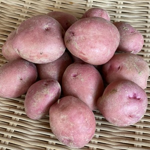《堀たてをお届け!!》ホックホクでクリーミーなアンデスレッド（２kg）