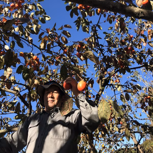 旨みと甘み絶妙なバランスの干し柿