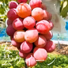 山形の自然で愛情を注ぎ込んだ種無しぶどう『安芸クイーン』A級※9/13頃から〜