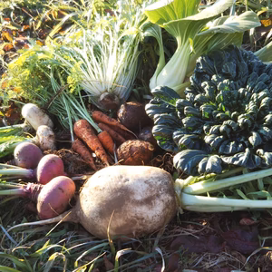 新聞紙包装にも対応、不耕起草生24年の畑で気候変化に対応❗️  