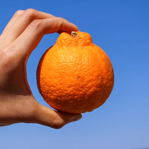 甘酸っぱい味わい×芳醇な風味！完熟不知火［しらぬい］（訳あり・大小混合）