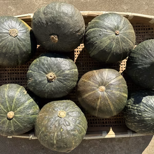 【冬至、正月用】ミニかぼちゃ(栗坊)