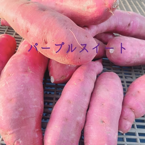 らるふるのさつまいも〈パープルスイート〉（サイズいろいろ）