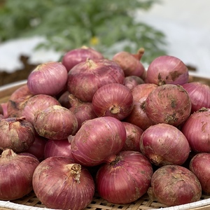 【期間限定お試し価格】赤たまねぎ4.5kg《みずみずしくて辛みが少ない》