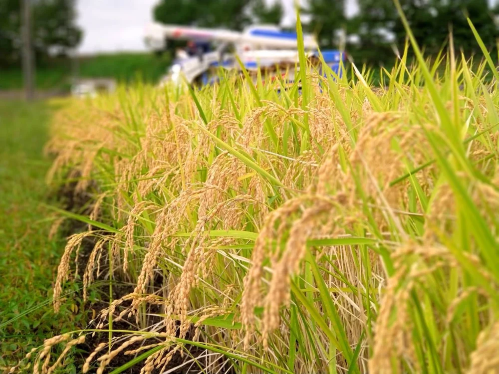 甘み抜群！もっちり食感の白銀米！　ひとめぼれ【米どころ宮城県産米】