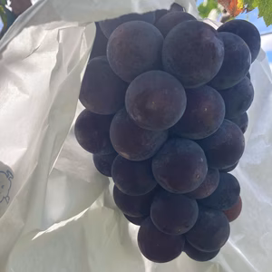福岡県産　種なし巨峰約1キロ（3房）