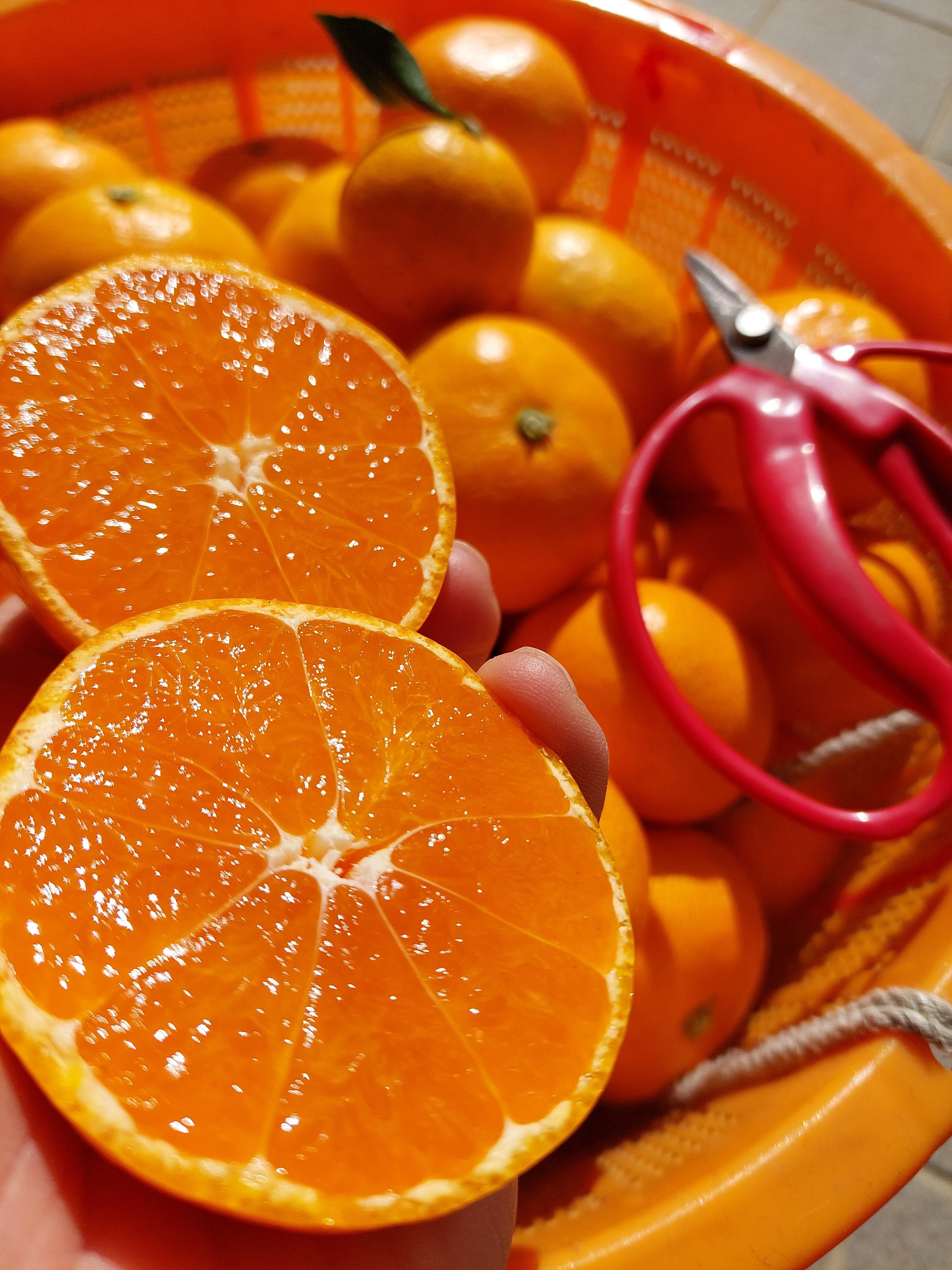 有田みかん【サイズ混合】8kg（箱込）｜みかんの商品詳細｜ポケット