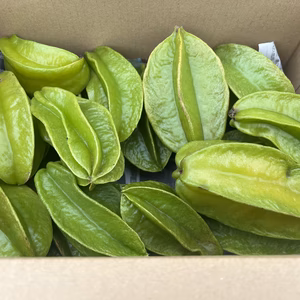 摘果スターフルーツ 2Kg (野菜、サラダなど)
