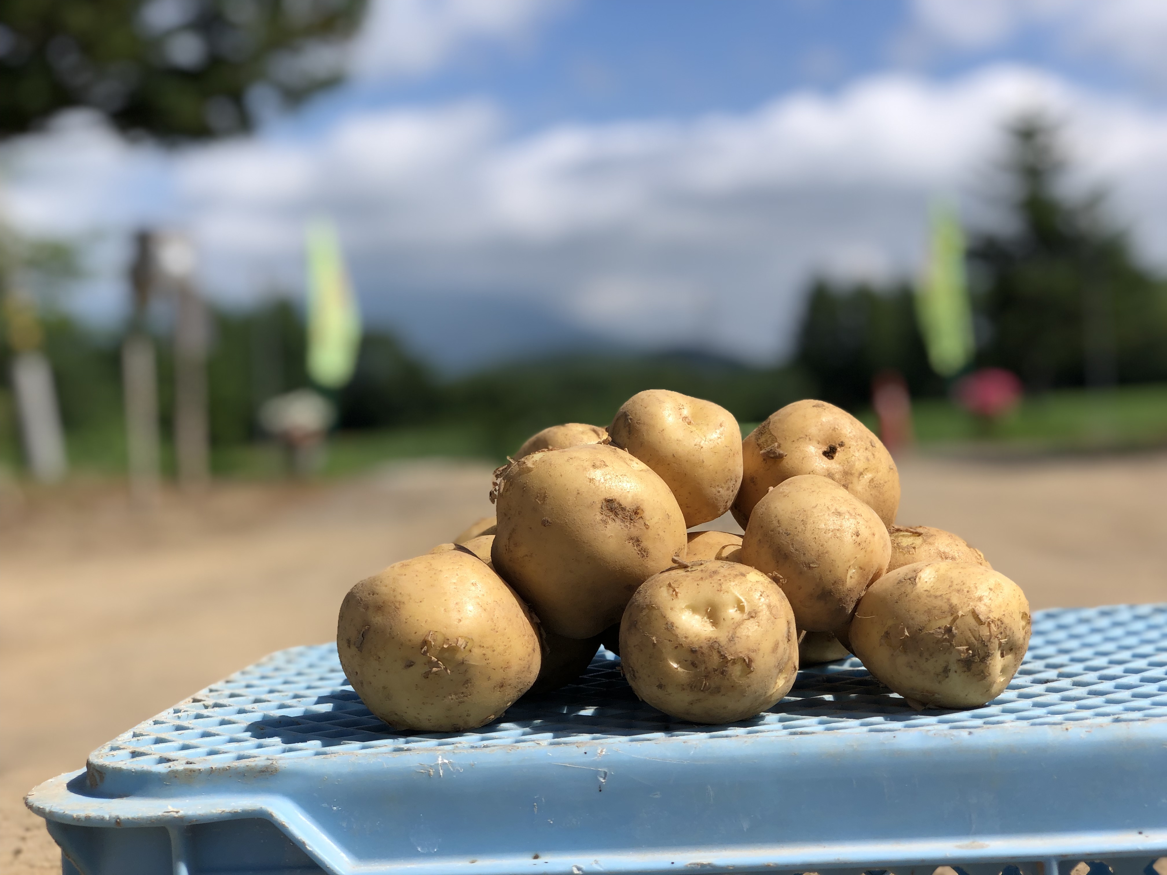 【数量限定】北海道 富良野産 新じゃが 込み玉 品種 とうや 約24kg