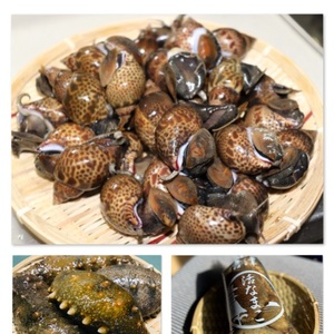 【期間限定】新鮮とれたて！黒バイ貝　青ナマコセット　生きたまま発送します！