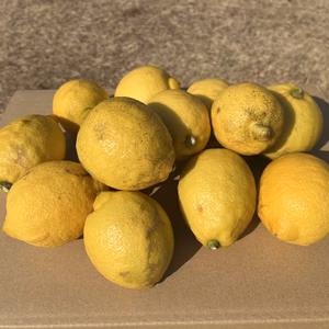 【加工用B級品】大崎上島産レモン