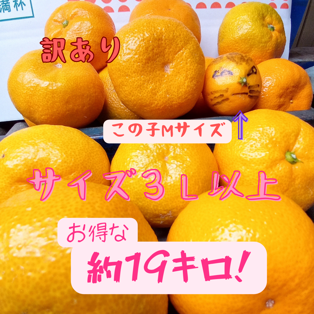 ⭐︎和歌山産⭐︎ 八朔 小玉 10kg 訳あり はっさく 柑橘 みかん - 果物