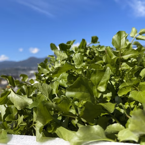 太陽と大地に愛される変身ヒーロー!  ୧୨ クレソン　1.5kg