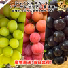 ぶどう好きに！シャインマスカット、クインニーナ、ブラックビートの３色3房セット