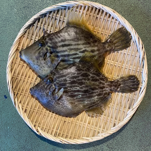 【江田島産】カワハギ (2匹 800g前後)
