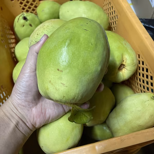 デカッ！ラスト1個！香りで楽しむ♪かりん☆加工用果物