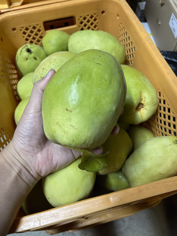 デカッ！ラスト1個！香りで楽しむ♪かりん☆加工用果物