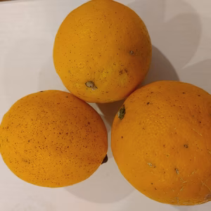 長崎県雲仙市瑞穂町育ちの「わけあり」マイヤーレモン