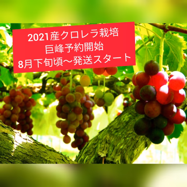 2021産予約スタート 朝採りクロレラ栽培巨峰