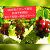 2021産予約スタート 朝採りクロレラ栽培巨峰