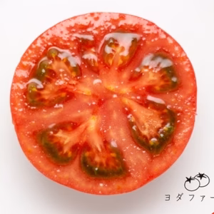 【フジテレビ LiveNews αで紹介】ヨダファームの桃太郎トマト