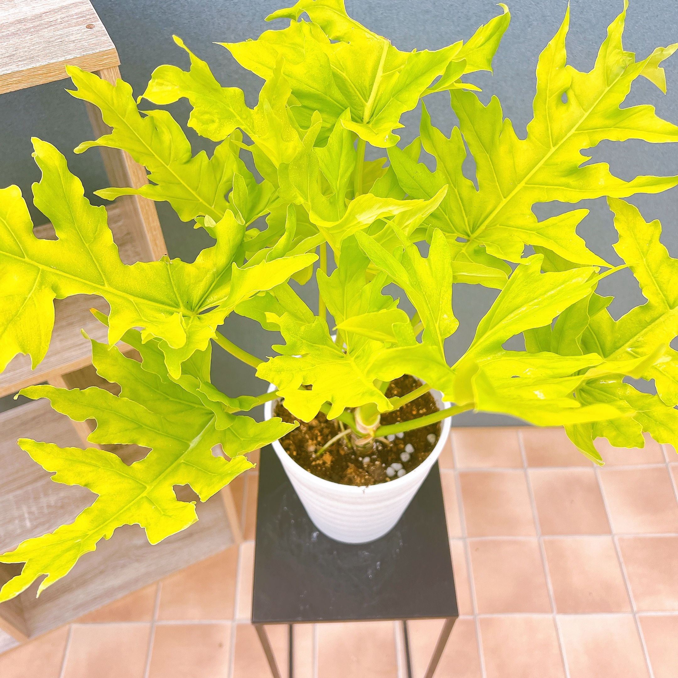 在庫販売】 フィロデンドロン セローム ゴールドリーフ 観葉植物