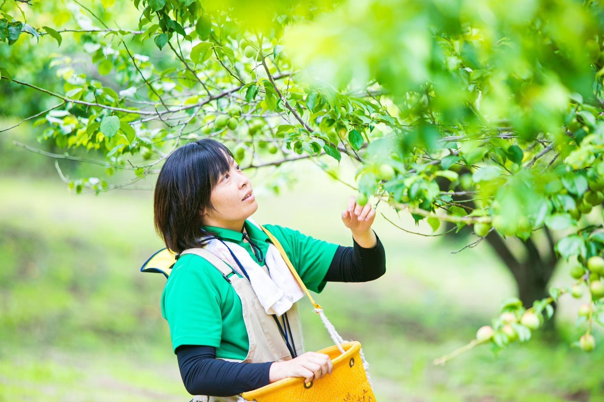 青梅の産直通販・お取り寄せ商品｜ポケットマルシェ｜産地直送で