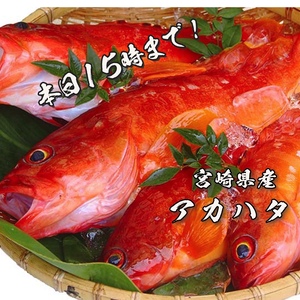 【本日15時まで！】１セット限定！特大の高級魚「アカハタ」（1.5kg前後）