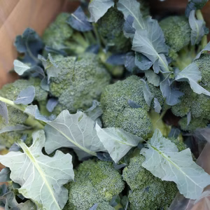 茎が生で食べられる、ブロッコリー（10個入り）