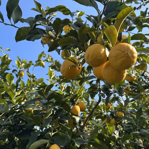 越冬レモン レモン　減農薬 防腐剤防カビ剤一切不用 1級品 2級品