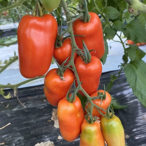 希少 国産イタリアントマト サンマルツァーノ 1.5kg