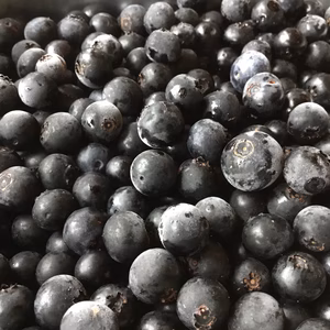 〈冷凍〉ブルーベリー(栽培期間中農薬不使用)250g×3パック