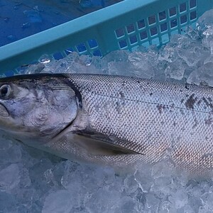 産地の鮮度をそのままに 刺身で食べるニシン 刺身用 急速冷凍 農家漁師から産地直送の通販 ポケットマルシェ