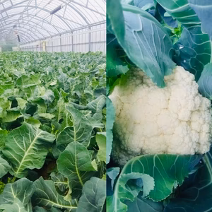 【イタリア野菜】カリフローレ【スティックカリフラワー】